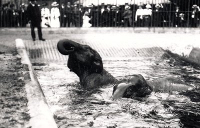 Elephants Bathing by Frederick William Bond